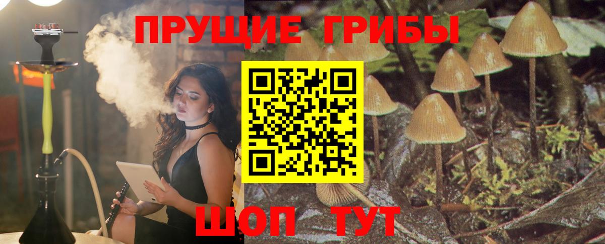 Галлюциногенные грибы GOLDEN TEACHER  Вход с VPN  Чайковский  Галлюциногенные грибы Psilocybe 